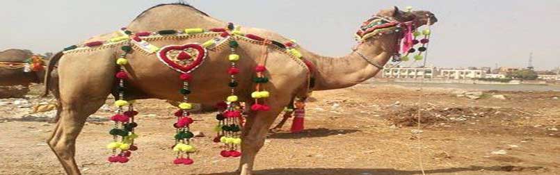 Buy Camel for Qurbani