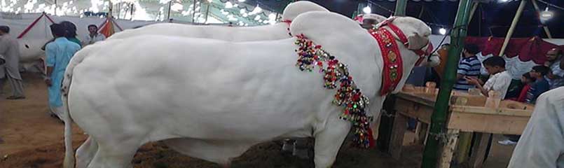 Buy Bakra, Cow, Dumba, Goat, Camel Online for Sacrifice Eid Qurbani in  Pakistan, Islamabad, Lahore, Karachi