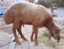 Bakra Online Images