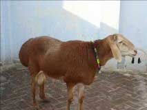 Bakra Online Images