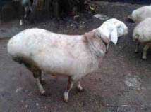 Bakra Online Images