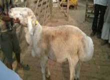 Bakra Online Images