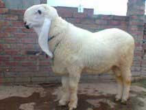 Bakra Online Images