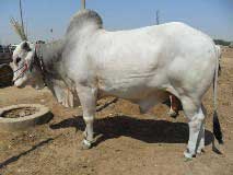 Bakra Online Images