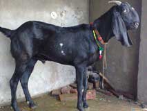 Bakra Online Images