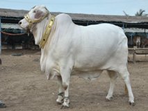 Bakra Online Images