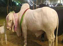 Bakra Online Images