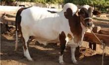 Bakra Online Images