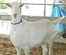 Bakra Online Images