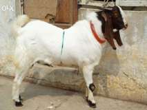 Bakra Online Images