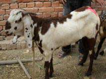 Bakra Online Images