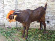 Bakra Online Images