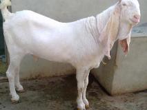 Bakra Online Images