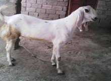 Bakra Online Images