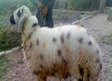 Bakra Online Images