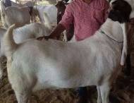 Bakra Online Images