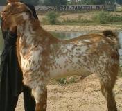 Bakra Online Images