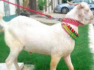 Bakra Online Images