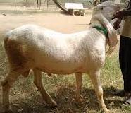 Bakra Online Images