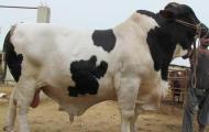 Bakra Online Images