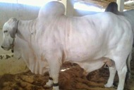 Bakra Online Images